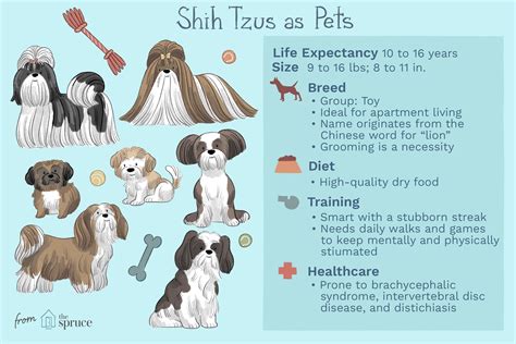 shih tzu breed standard.